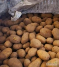 Witam. Sprzedam ziemniaki jadalne Soraya 