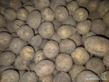 Sprzedam ziemniaki odmiana Gala,kaliber do 4cm.