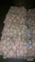 Sprzedam Oberon 460 worków 15. Zdrowe grube ziemniaki 