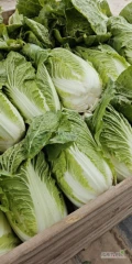 Sprzedam kapustę pekińska 