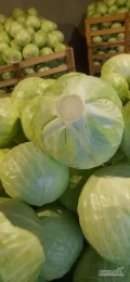 Sprzedam kapuste białą kaliber 1-4 kg jakość marketowa czysta, zdrowa ilość tir lub mniejsze możliwość transportu. 