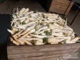 Sprzedam mytą grubą pietruszkę kaliber +5, na stanie około 1,5 tony, cena i opakowanie do uzgodnienia, zainteresowanych zapraszam do...