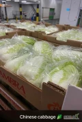 Sprzedam kapustę pekińską ilości samochodowe. 