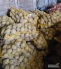 Sprzedam ziemniaki jadalne Melody. Wybranych na teraz ponad 200 worków po 15 kg. Polecam
