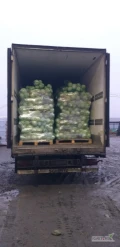 Sprzedam kapuśte na paletach. waga 1-4 kg.bez chorób. od 21 ton +48 733 756 496 whatsApp