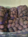 Sprzedam ziemniaki odmiany baltic rose. Towar na paletach, możliwość dowozu. 
