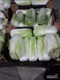 Sprzedam kapustę pekińską kaliber 600-1700 