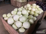 Sprzedam kapustę biała na przemysł od 3-5kg odm Storidor i Prodikos Posiadamy własny transport
