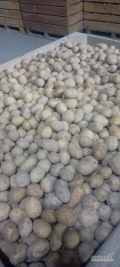 Sprzedam ziemniaki kaliber 35-50 odmiany Ricarda-Catania -Irga -Riviera- Arrov- Queen Anna .Ziemniaki rok po centrali Noya dwa lata po...