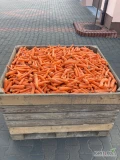 Sprzedam myty odsort marchwi, na stanie około 15 ton, nie zgnity, nie zwiędnięty, luzem lub opakowanie do uzgodnienia, cena 50 zł za...