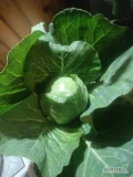 Sprzedam kapustę młodą 800+ ilości hurtowe oraz kapustę włoską i pekińską.