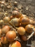 Kupie cebule z dobrą łuska sortowaną workowaną-1.10 zł