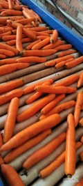 Sprzedam marchew handlową mytą lub brudną 