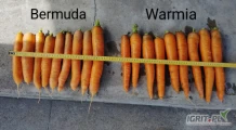 Sprzedam marchew duży kaliber od 3.5 wzwyż odmiana bermuda ,Warmia.