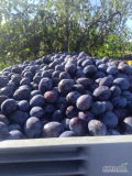 Witam sprzedam śliwkę przemysłową fioletową słodką 20 briksów bez zgniłych rwana ręcznie na bieżąco ilości tirowe opakowanie i...