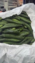 Sprzedam ogórek długi na sałatki ilości tirowe