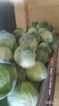 Witam mam do sprzedania kapustę białą odmiana agressor jaguar Zenon typhoon Kepler adelco. Opakowanie i ilość do ustalenia...