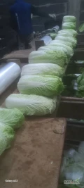 Sprzedam kapustę pekińską. Towar zielony, zdrowy. Dostępny do końca marca. Kontakt 667573605