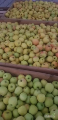Sprzedam 82 skrzynie żółtego Goldena po lekkim gradzie i z ordzawieniami.  Jablko rwane.