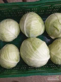 Sprzedam kapustę białą kal 1.5 -3 kg