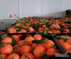 MANDARYNKI – ODMIANA: CLEMENTINES (z liśćmi)