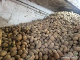 Witam mam do sprzedania ziemniaki soraya +45 z jasnej ziemi ładne bez drutowca możliwość załadunku luz,bigbag.