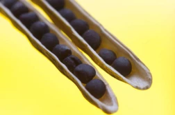 KZPRiRB: mało ofert powyżej 1800 zł/t rzepaku