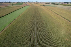 Kompleksowa oferta firmy Bayer w zakresie kukurydzy