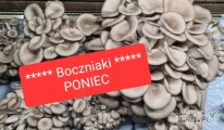 Boczniak ostrygowaty najwyższej jakości. 