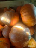 Sprzedam dynie odmiana hokkaido 