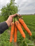 Sprzedam tirowe ilości marchewki, w typie nantejskim nadająca się na market oraz do przetwórstwa kostka , soki, plastry....