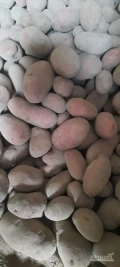 Sprzedam ziemniaki jadalne czerwone Oberon opakowanie  worek szyty 10 kg15 kg lub bigbag ilości tirowe