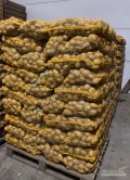 Sprzedam Ziemianki  żółte, queen Anna i melody, szczotkowane ilości tirowe, kaliber 4,5+