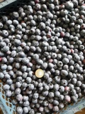 Sprzedam na poniedziałek świeżo rwaną borówkę,  odmiany liberty i aurora .około 1.5 do 2 ton .tylko odbior osobisty .okolice...