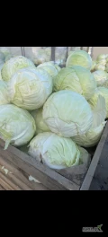 Sprzedam kapusta białą na przemysł. Kapusta z przechowalni, duże, czyste główki 3kg-12kg. Opakowanie do uzgodnienia, możliwość...