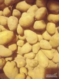 Sprzedam ziemniaki jadalne z jasnej ziemi żółte Soraya. Szczotkowane. 400 ton. Kaliber 45+. Big bag. Worek 15kg wiązany. 