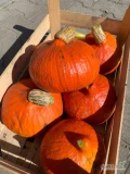 Sprzedam dynie Hokkaido, ilości busowe, waga 1300-1800g, zapraszam do kontaktu 