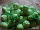 Sprzedam kapuste biala kaliber 1/4 kg opakowanie do uzgodnienia. Jakość marketowa.