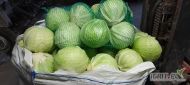 Sprzedam kapuste biała jakość marketowa 1.5-4.5kg odmiana zimowa opakowanie do uzgodnienia 