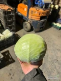 Kapusta biala 1.5-4kg przewaga 2-3 kg