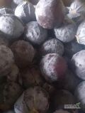 Sprzedam kapustę czerwoną na przemysł- odmiana KLIMARO. Kaliber 3-4kg.