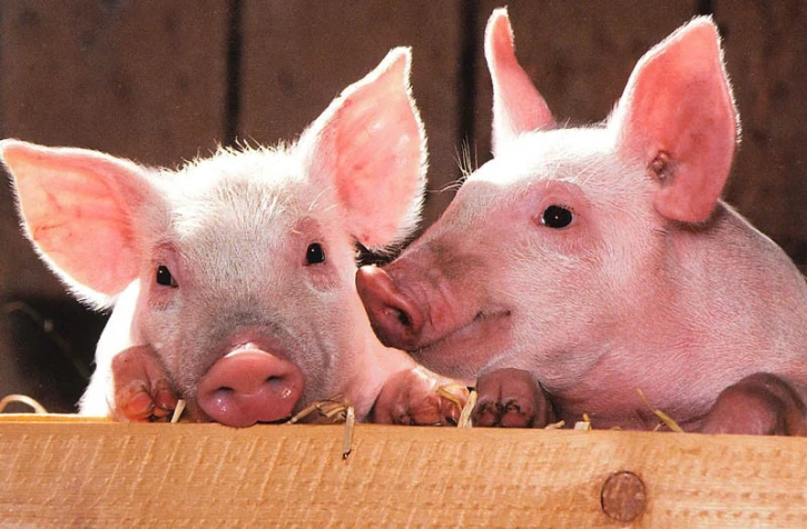 Polska bez czerwonych stref ASF