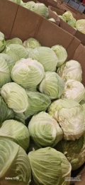Sprzedam kapustę na gołabki niedowagi ilosć dostęona 14 ton waga głoki 400-700g. 