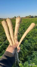 Sprzedam pietruszke Arktica i Arat towar ladny zdrowy nie przerosniety na przechowalnie biała gladka dluga z czarnej ziemi do kopania za...