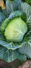 Witam ,sprzedam kapustę białą duże główki cena do ustalenia woj. Mazowieckie byłe Radomskie chętnych zapraszam do kontaktu pod...