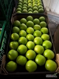 Sprzedam jabłka Granny Smith – klasa I