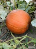 Sprzedam dynię typu halowen od 6 do 20kg oraz dynia Muscat.