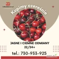 Kupimy jasne i ciemne odmiany czereśni 22/24+. tel.: 730 933 925