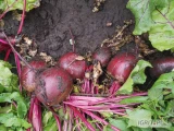 Sprzedam buraczek czerwony odmiana wodan kaliber 6+
