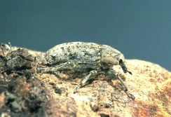 Szarek atakuje nocą